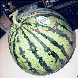 网红瓜怎么整的吃,轻松解锁美味新吃法 第1张 网红瓜怎么整的吃,轻松解锁美味新吃法 第1张